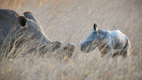 Baby White Rhino Imire Rhino and Wildlife Conservation Baby White Rhino Imire Rhino and Wildlife Conservation