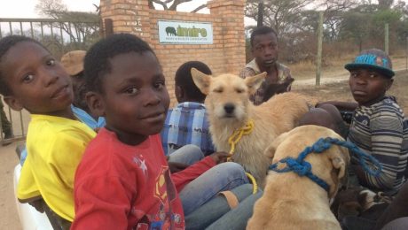 VAWS Rabies Vaccination Campaign Imire VAWS Rabies Vaccination Campaign Imire