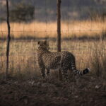 Imire cheetah looking through fence