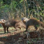 Two banded mongoose